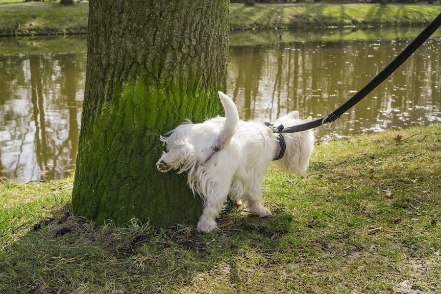 犬の包皮炎とは？原因や症状、治療や洗浄の方法まで