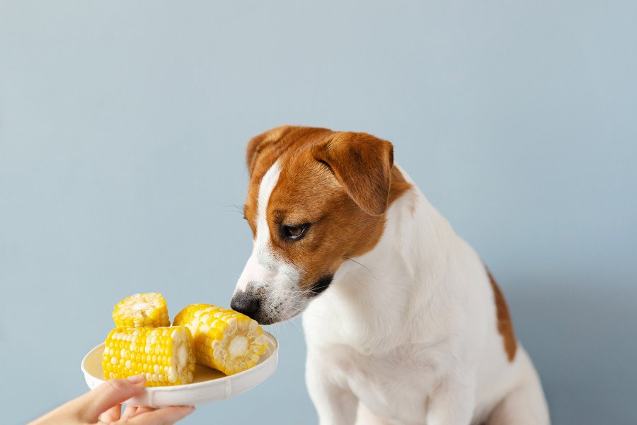 犬に『トウモロコシ』を与えるときの絶対NG行為5選　食べさせる際の注意点まで