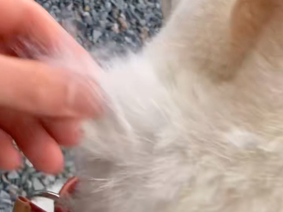 ズボズボ抜ける柴犬の毛→気持ちよくて抜きまくっていたら…『衝撃の毛量』と『まさかの展開』が535万再生「最後爆笑したｗ」「むりｗｗｗ」