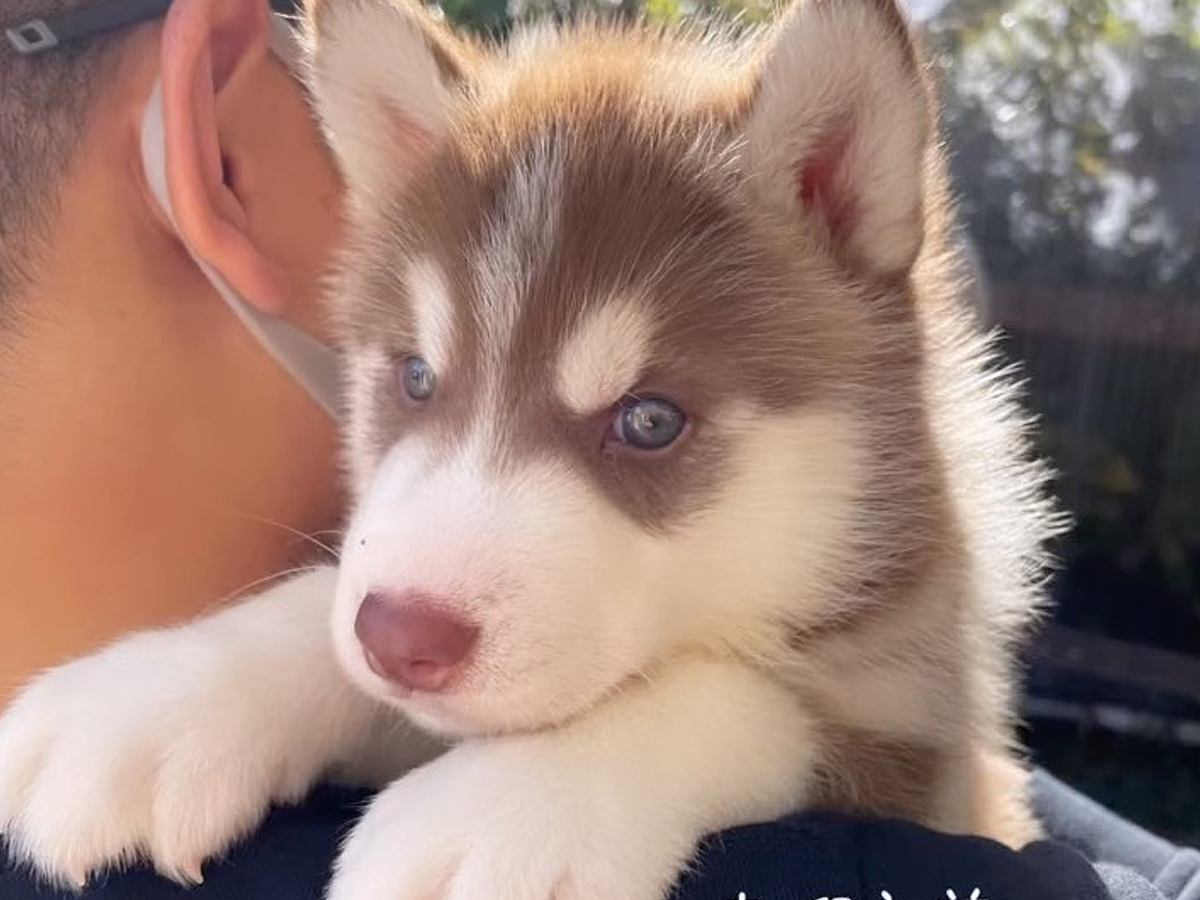 軽々と抱っこできた『大型犬の赤ちゃん』→８ヶ月後…驚異的な『尊い成長結果』に反響「どの時も愛くるしい…」「すくすく育ってる」と７万再生