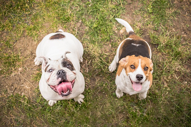 犬の保育園ってどんな所？おすすめの理由や費用相場は？