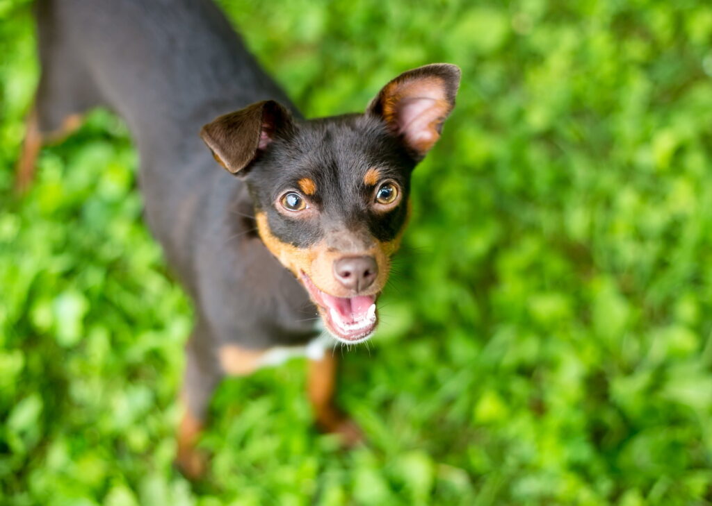 チワピン｜ミックス犬の特徴と性格、飼い方や価格相場まで解説
