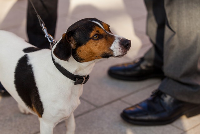 人が犬に挨拶をする正しい方法と最低限のマナー