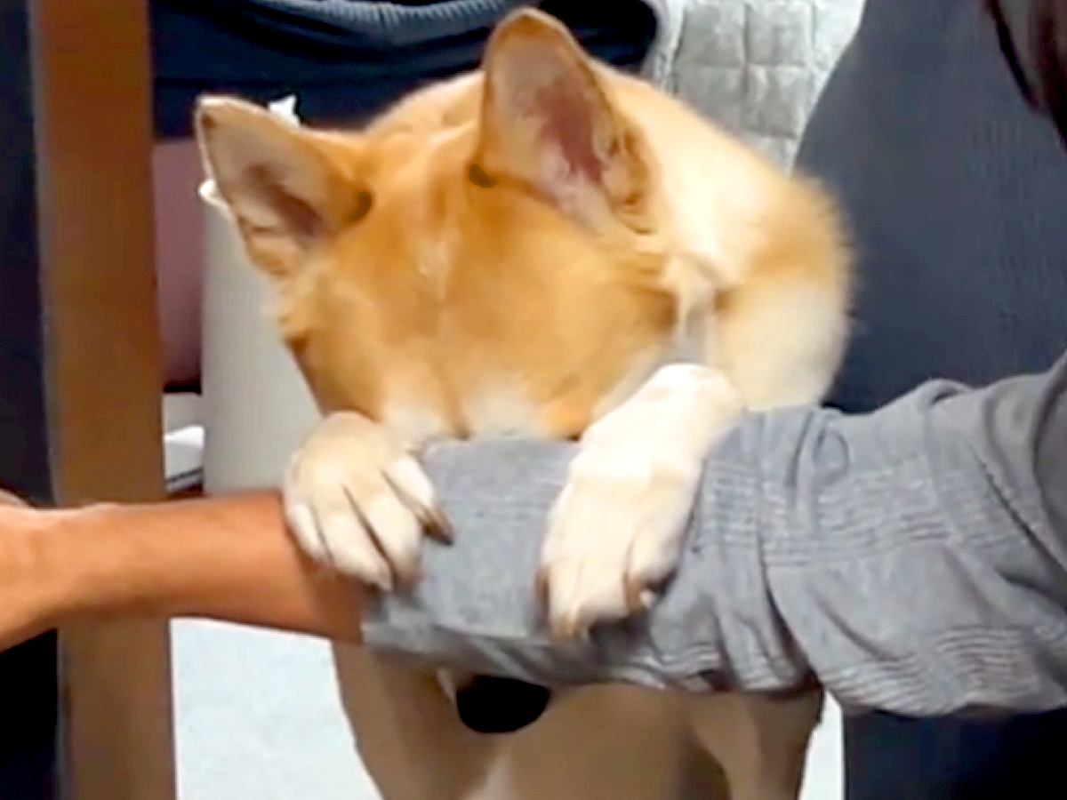 『いないいないばあ』ができる元保護犬→顔を上げると…想像と違った『カッコ良すぎる表情』が100万再生「かわいい顔想像してたｗ」「賢い」