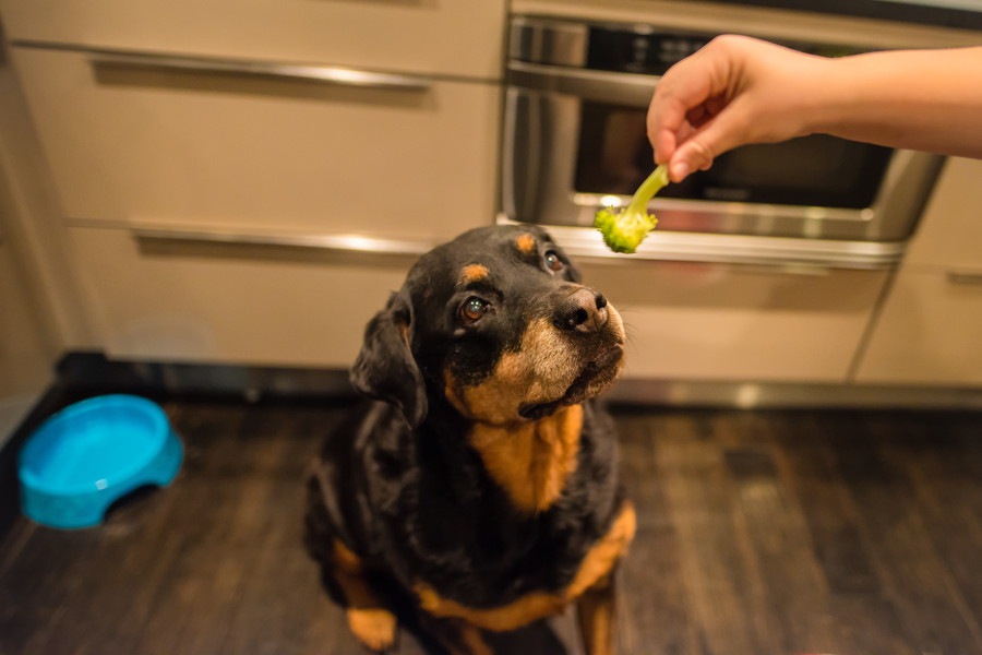 犬にも大丈夫！２月が食べごろな野菜５選