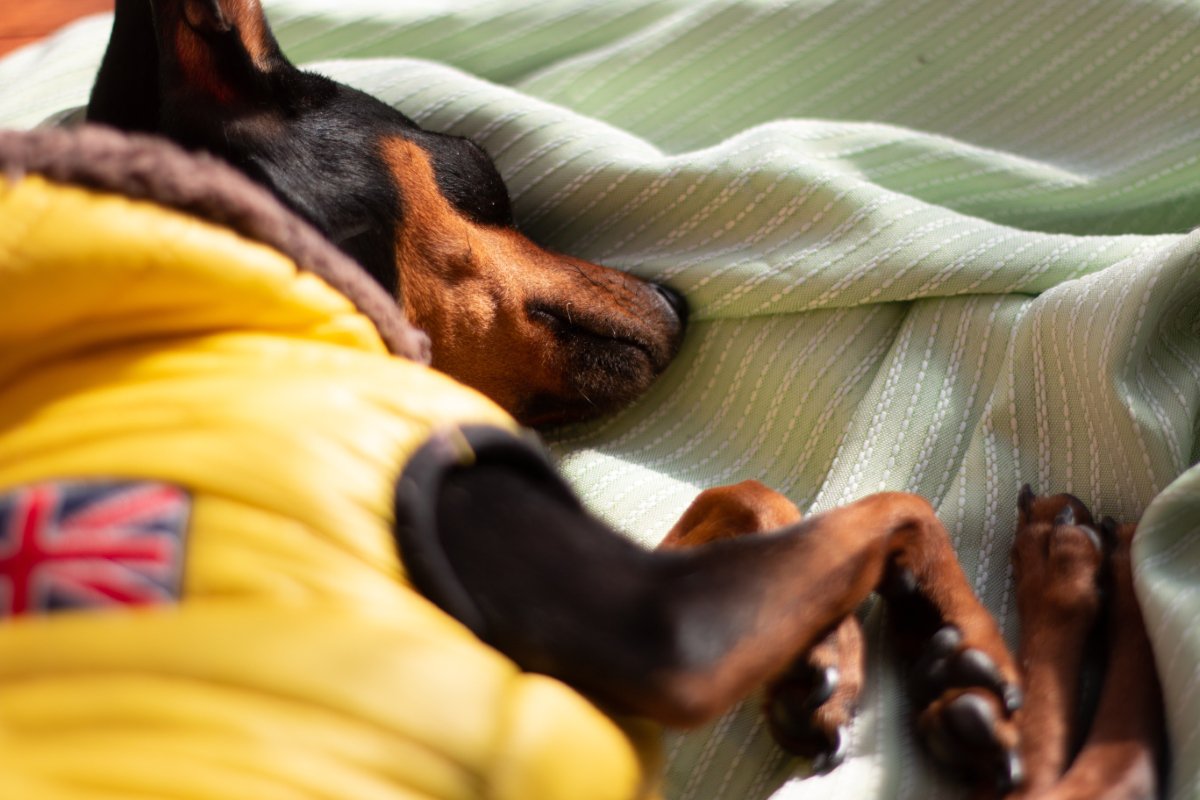 犬の『元気がない』理由５選　主な原因や今すぐに病院へ行くべきサインまで