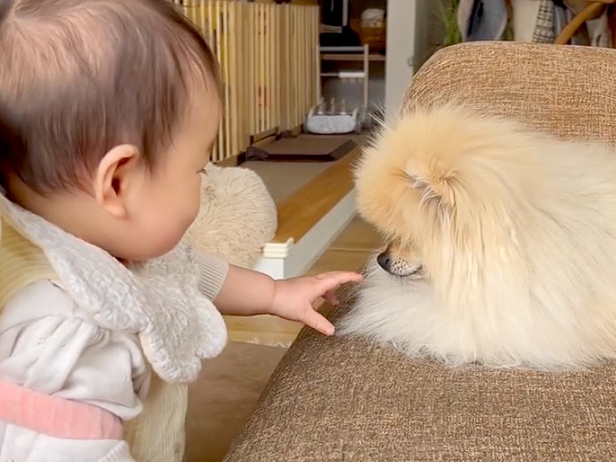 赤ちゃんと犬が一緒に暮らした結果→徐々に仲良くなって…『尊すぎる軌跡』に感動「泣けてくるほど愛おしい」「ニヤけちゃいました」と6万再生