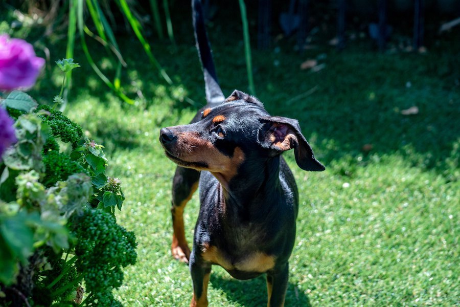 犬がしていたら今すぐに止めるべき『超危険な行動』４選