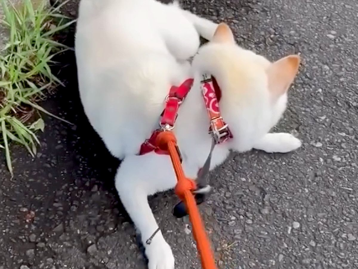 散歩中、足が痛くなったママ→一人で先に帰宅すると、犬が気づいて…愛に溢れた『まさかの行動』が泣けると反響「優しい…」「感動」と5万再生