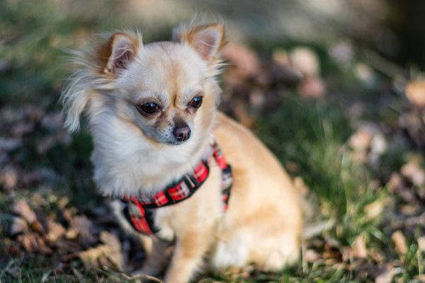 犬の血便がゼリー状になっている原因は？症状と対策について解説