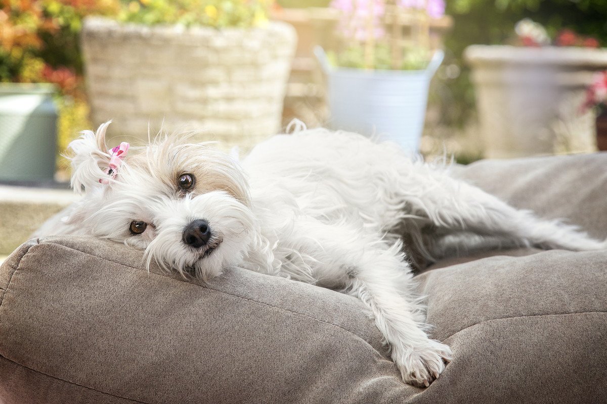 犬の不安感が増してしまう『留守番の環境』とは？快適な空間を作るためのコツまで