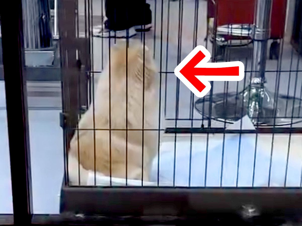 トリミングサロンへ犬をお迎えに→2時間ぶりに再会したら…あまりにも尊い『気付いた瞬間の反応』が196万再生「最高すぎ」「モフモフしたい」