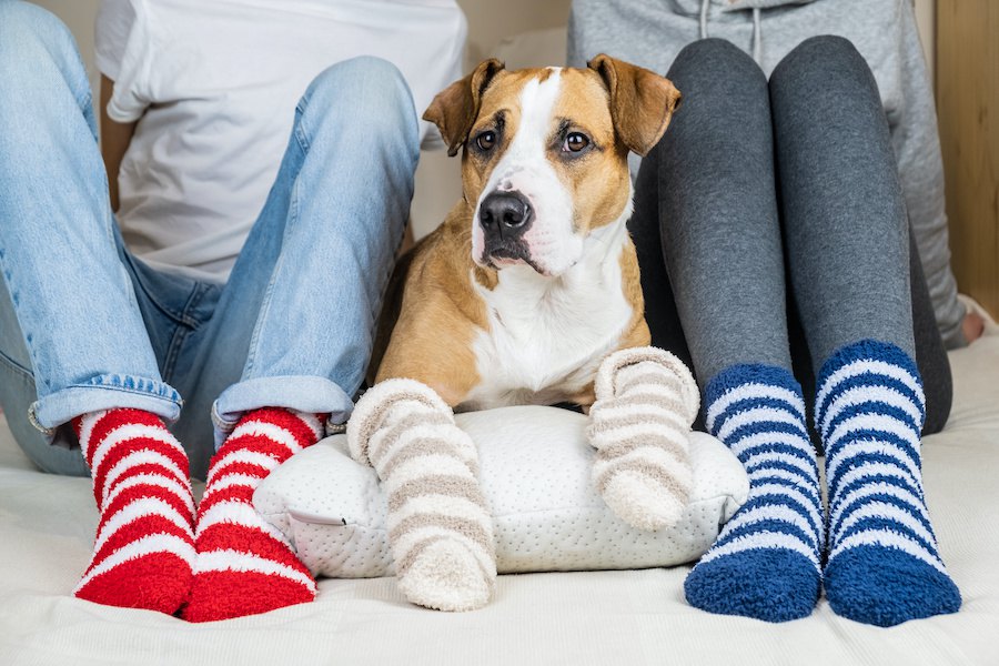 犬が肉球クリームを舐めてしまう心理３選！やめさせるための解決策は？