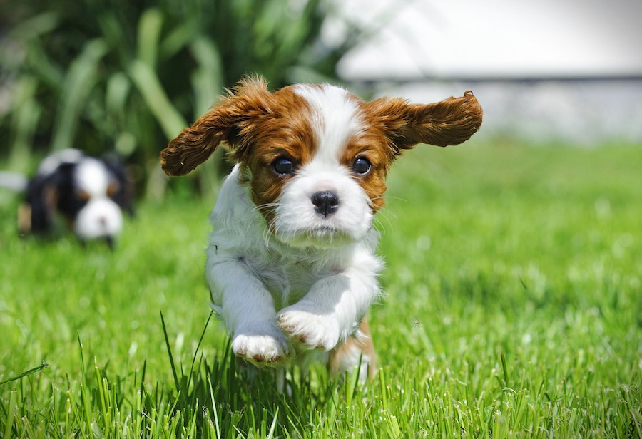 活用したい犬のためのサービス３選