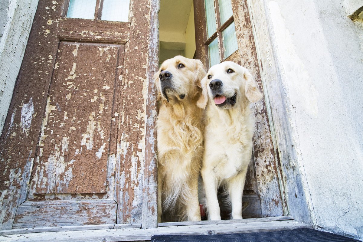 犬が飼い主を『待ち伏せ』する時の4つの心理