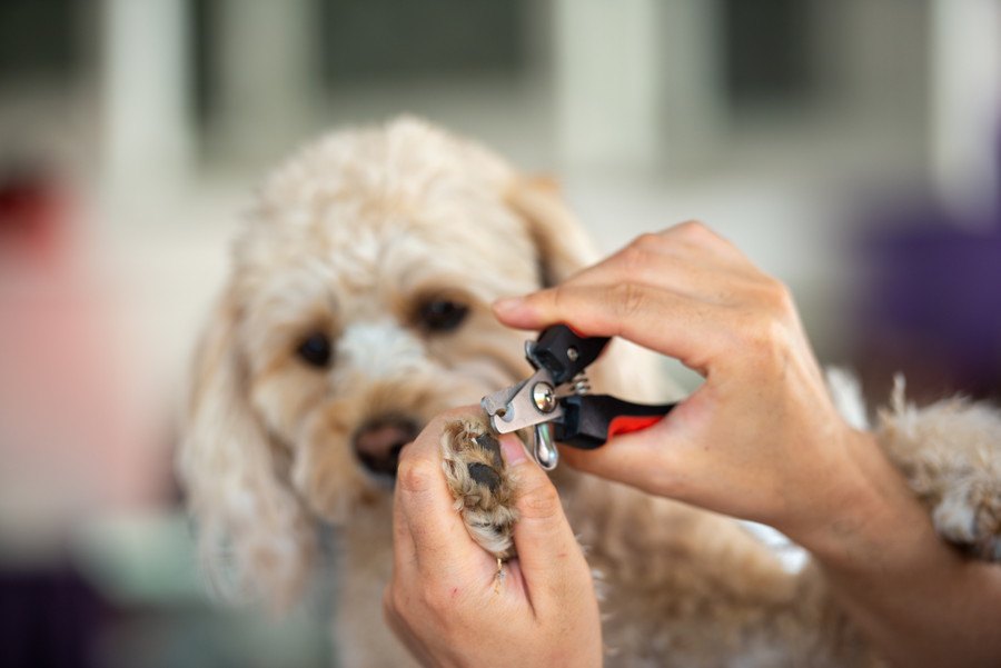 犬の爪切りを自分でやるのが怖い…病院でやってもらうメリット３つ