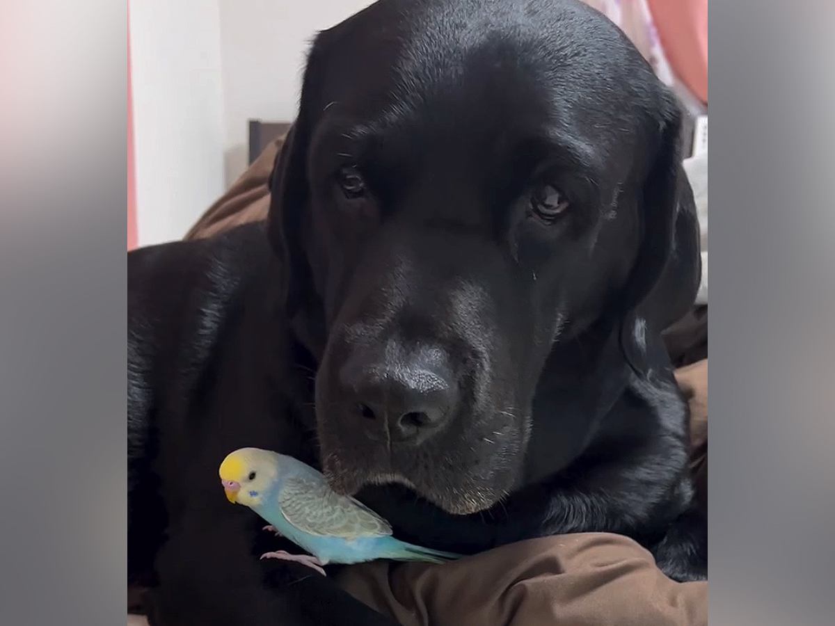インコを抱いている大型犬→飼い主が近寄ると…あまりにも過保護な『母親のような行動』が尊いと35万再生「優しすぎ」「母性本能すごい」の声