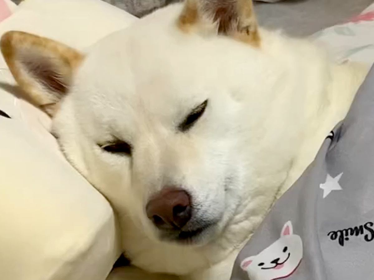 犬を『甘やかして大切に育てた』結果→思った以上に『自由すぎる日常』が125万再生「愛されてるの伝わってきて幸せ」「柴犬最高」と絶賛の声