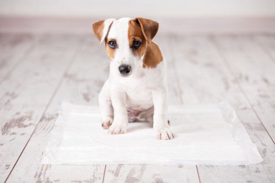 犬のトイレにペットシーツは必要なの？メリットは？