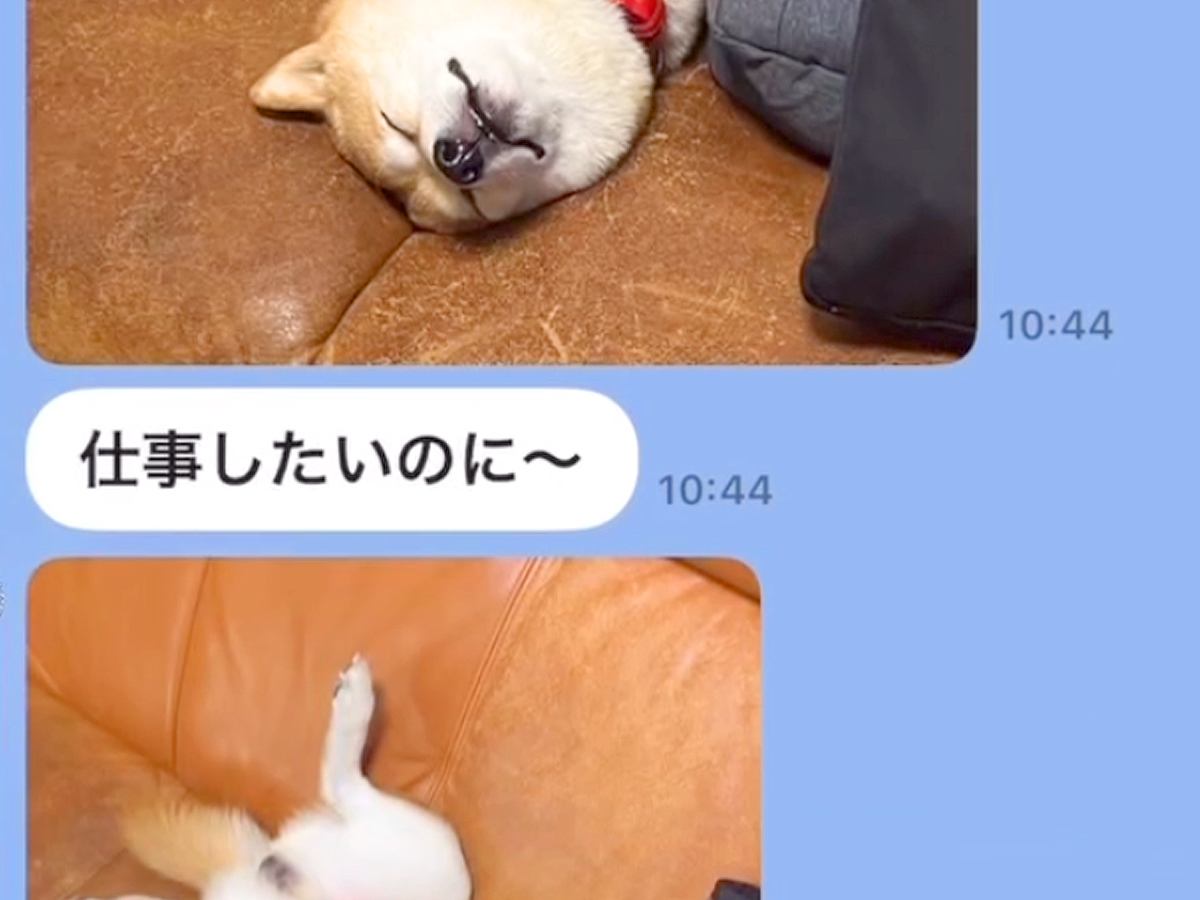 仕事中の夫から突然LINE→犬の写真が送られてきて…まさかの『仕事にならない光景』が面白可愛いと3万再生「休日確定ｗ」「なでなでしたい」