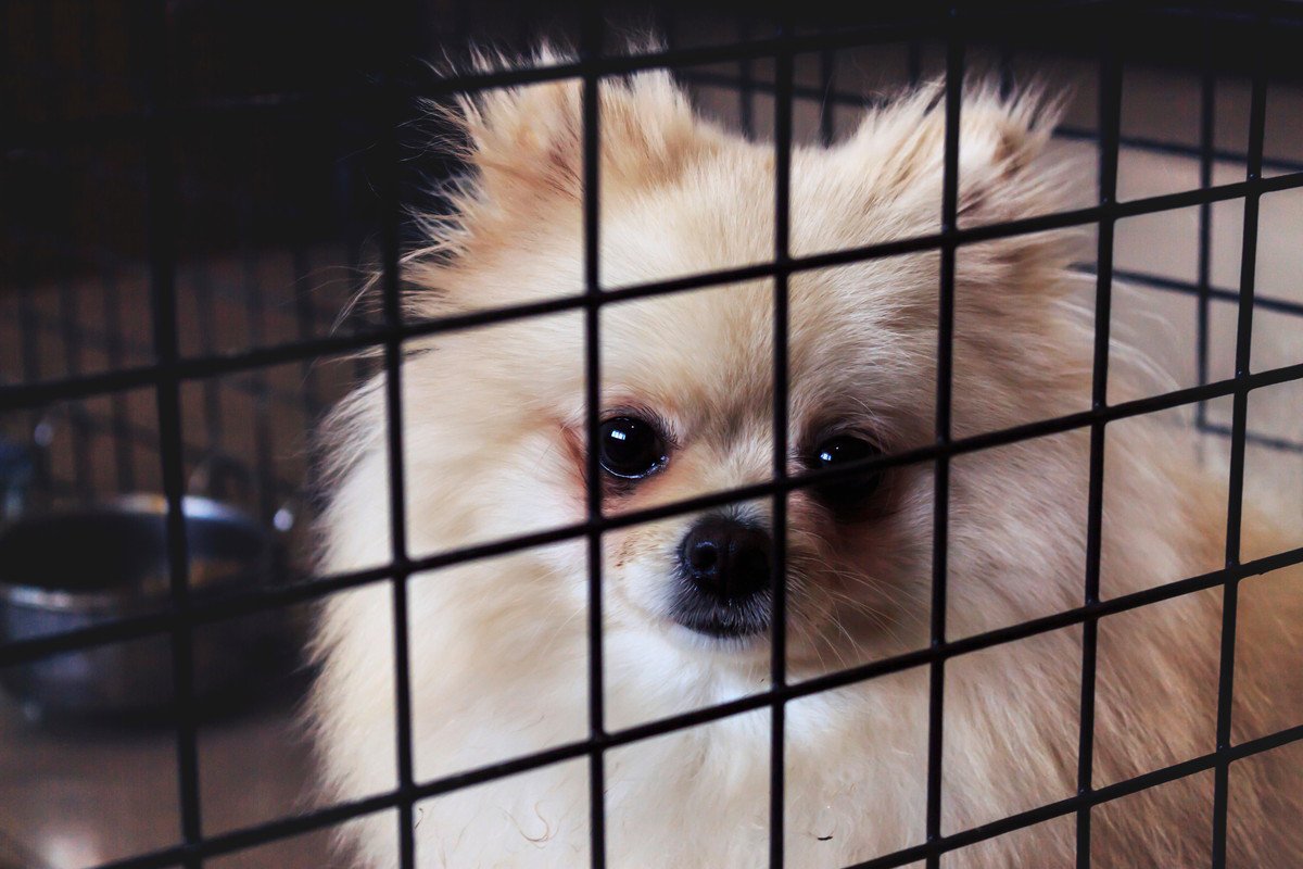犬が『悲しい表情』で飼い主を見つめる心理3つ　何を思っているの？愛犬の本音を知る方法まで