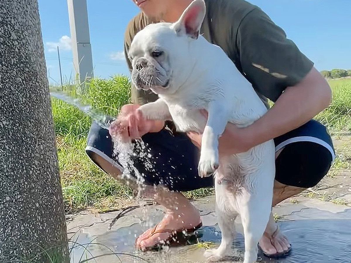 海で遊んだ後に犬を水洗いしていた結果…お母さんによる『まさかのひと声』が恐ろしすぎると59万再生「男には辛いｗ」「鬼すぎる」と爆笑