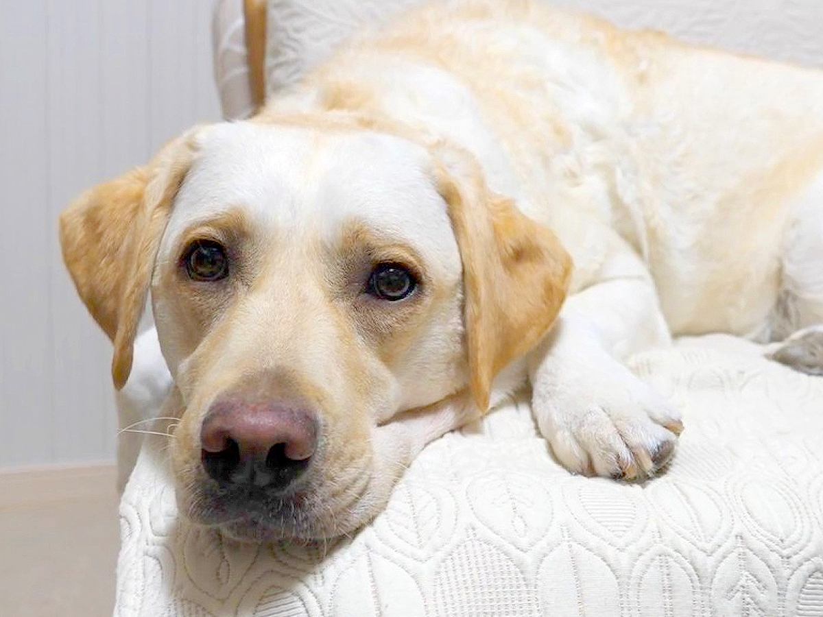 大型犬に『お風呂に入ってきてもいい？』と聞いてみた結果…想像以上だった『もはや人間な行動』に感動「お利口すぎる」「ちゃんと理解してる」