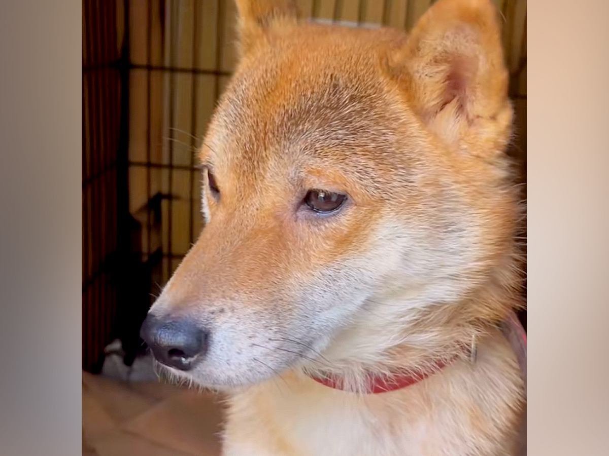 犬を飼ったことがない家庭に『ガリガリの保護犬』がやってきたら…戸惑いながら『幸せを掴む軌跡』に感動　絆を深める光景にほっこりが止まらない