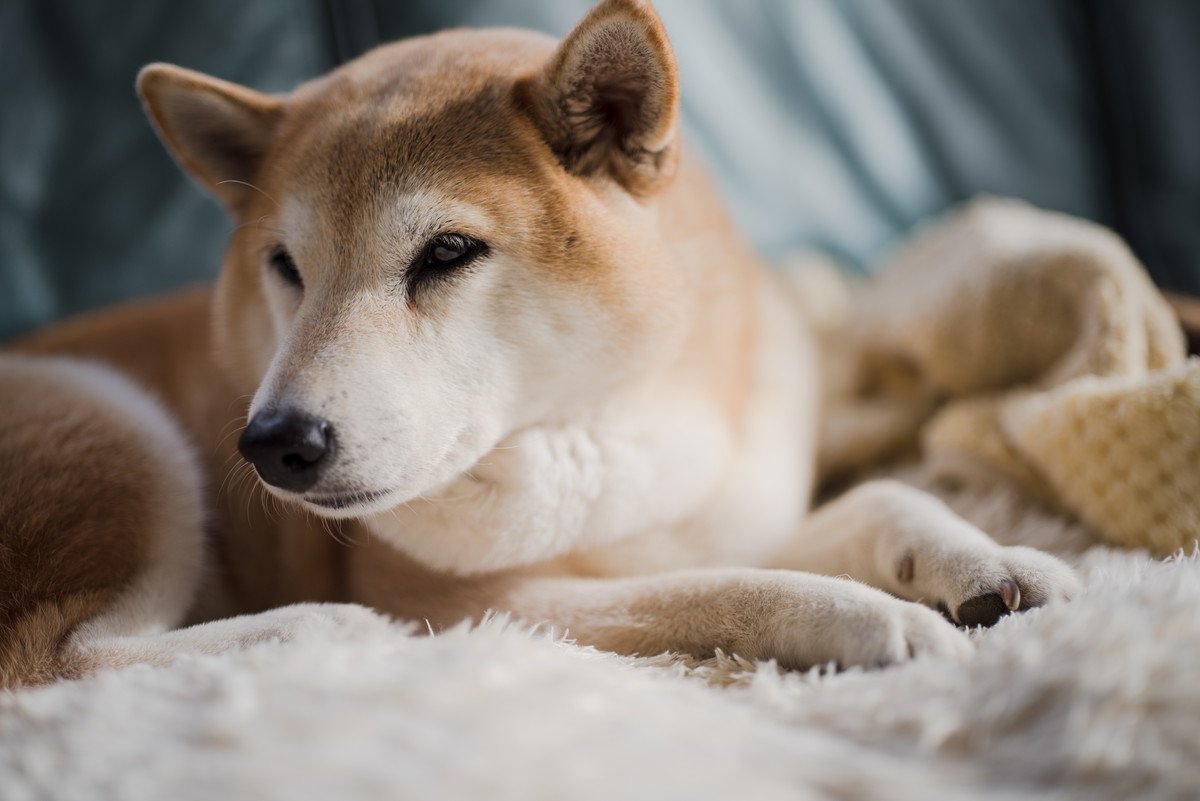 認知症による大怪我を負い、のちに安楽死した柴犬