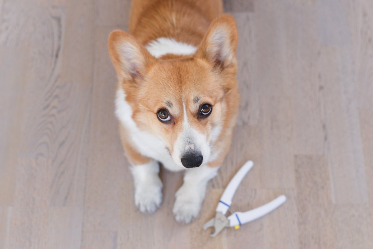 犬の爪切りの頻度は？長さの目安や切るときのポイントも紹介！