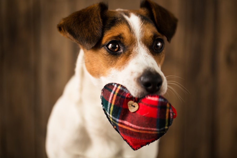 犬がしつこく要求してくる！わんこのココロを傷付けない対処法