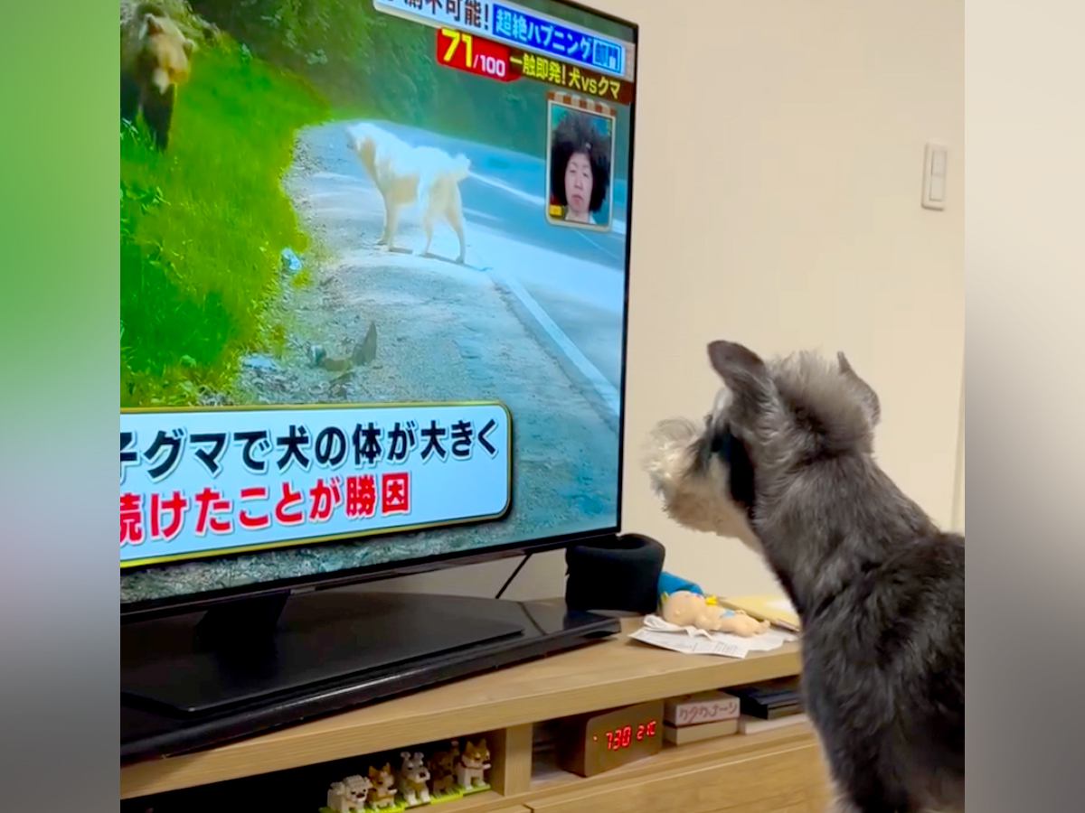テレビの中でクマに襲われている犬→見ていたワンコがピンチを察して…次の瞬間に見せた『まさかの行動』が4万再生「たまらん」「優しい」と悶絶