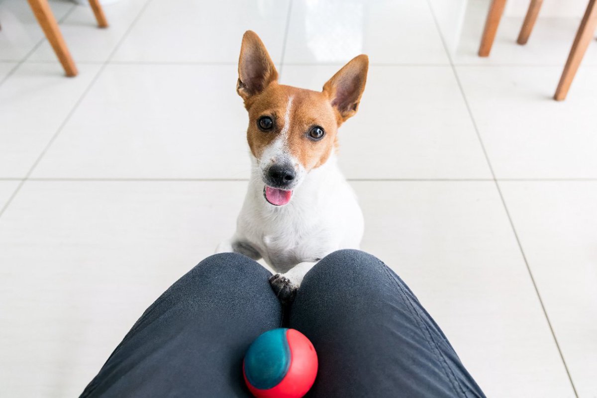 犬は今まで考えられていた以上に言葉を理解しているという研究結果