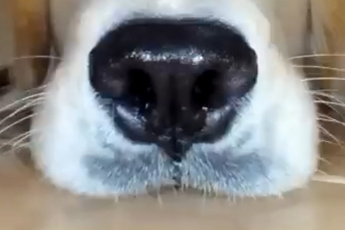 ロボット掃除機を使い始めた結果→家にいた大型犬を…思いがけない『まさかの活躍』に17万いいね集まる「ペットカメラ上位互換ｗ」「最高かよ」