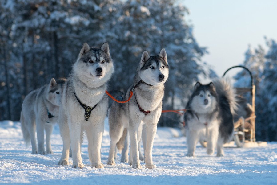 永久凍土から発見された1万8千年前の子犬は犬か？オオカミか？