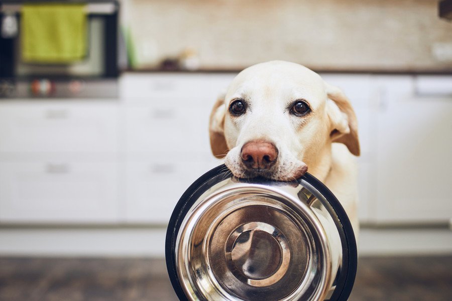 犬がみせる『空腹サイン』5選　愛犬がごはんをおねだりしてきたときの正しい対応とは？
