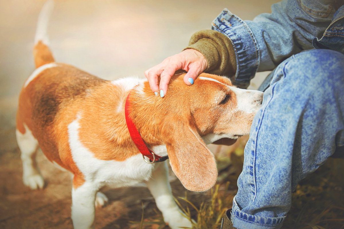 犬が人のお尻を嗅ぐ心理とは？　5つの理由に驚き「犬ならではのコミュニケーション」