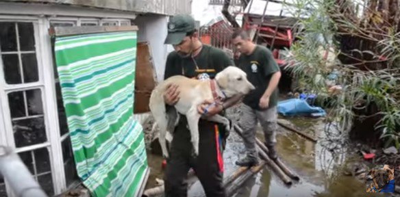 台風が町を破壊。犬たちの救助活動は、社会の再生にもつながっている