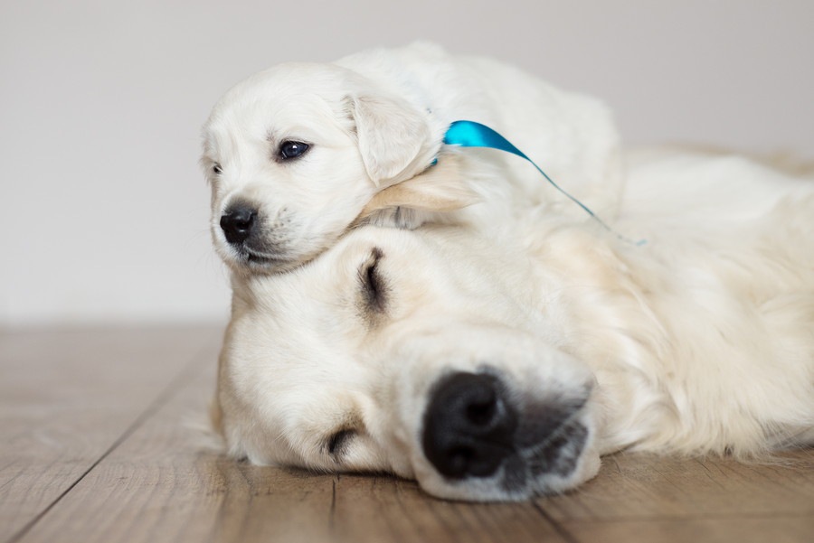 犬に赤ちゃんが生まれたら！飼い主ができる5つの産後ケア