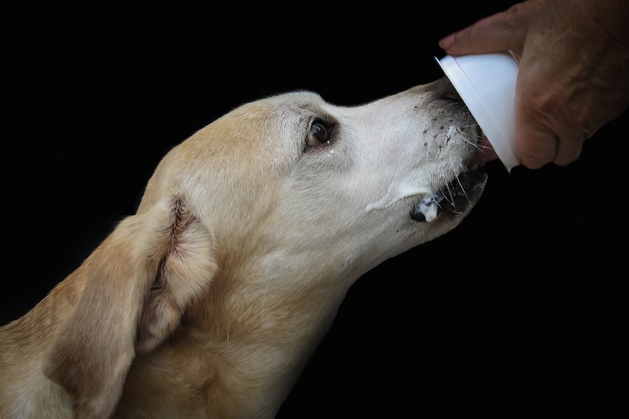 犬と発酵食品！与えていいものと与えてはいけないもの