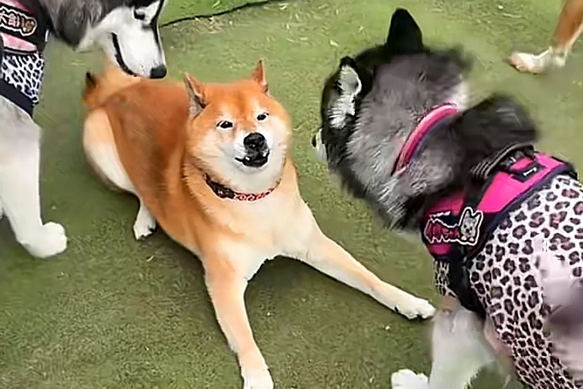 陰キャな柴犬が『陽キャなワンコたち』に囲まれた結果→あまりにも違う『テンションの差』が77万再生「人気者で草」「気難しくて可愛いｗ」
