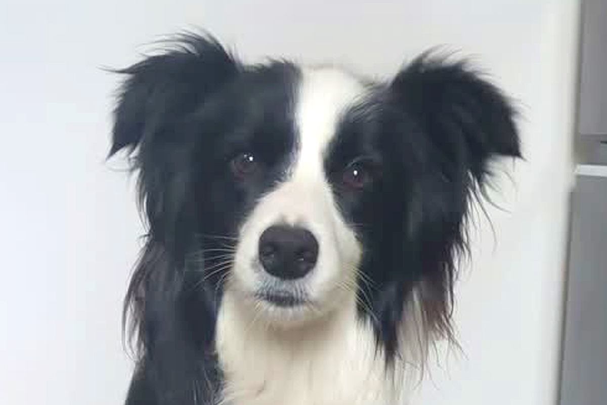 『ワオーン』と犬語を喋ってみたら、聞いていたワンコが…あまりにも尊い『お返事』が30万再生「ヒュッて耳が下がるの可愛い」「通じてる」
