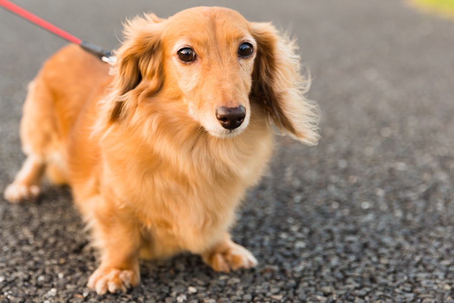 犬が人と人の間に入りたがる4つの心理