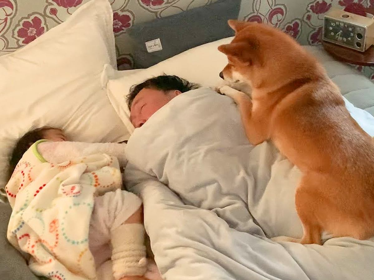 寝坊しているパパ→なかなか起きないので『2歳の女の子と犬』が…大胆過ぎる『起こし方』が39万再生「特等席だね」「素晴らしい圧ｗ」と反響