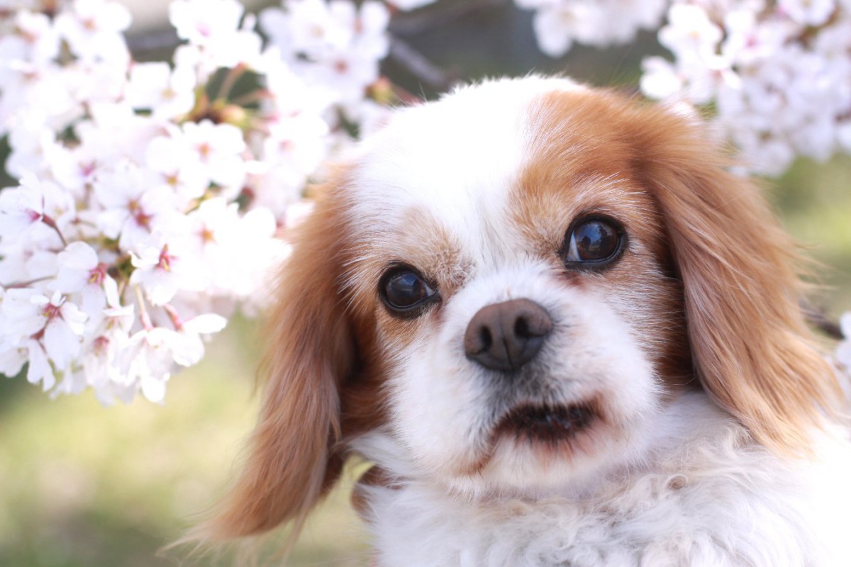 小型犬の平均寿命は何歳？『健康寿命』を延ばすための秘訣は？