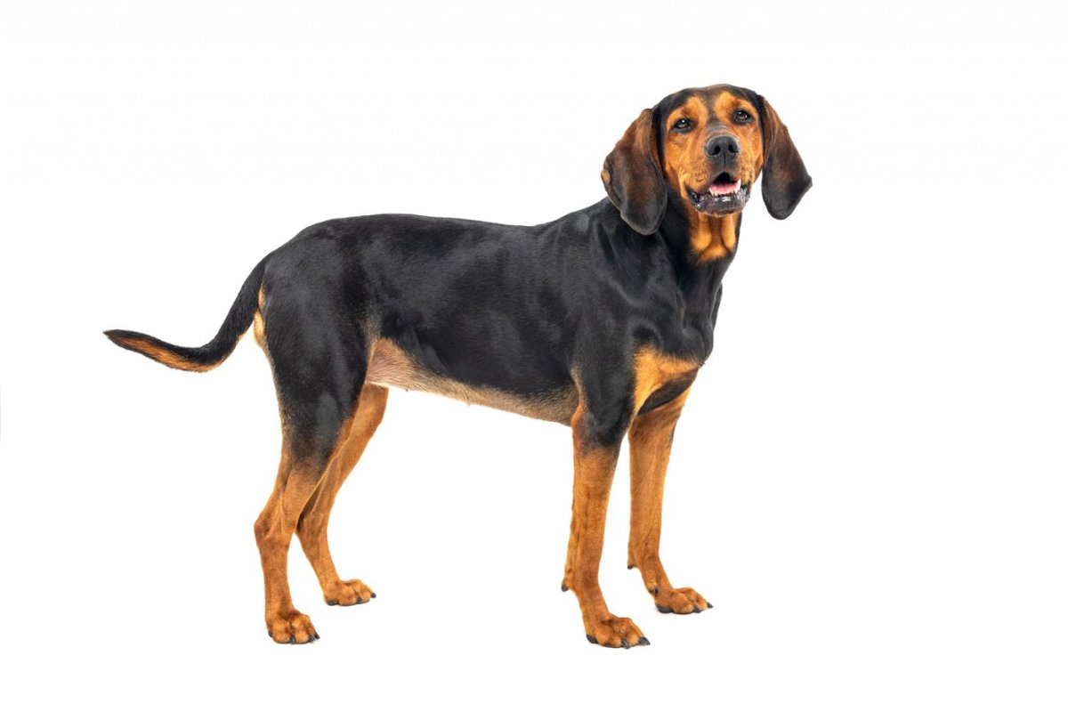 【獣医師監修】ブラック・アンド・タン・クーンハウンドってどんな犬種？特徴と性格や飼い方・価格相場まで解説