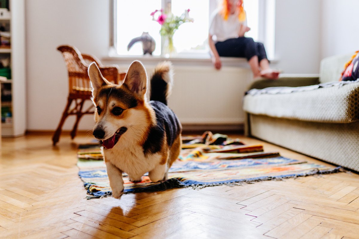 犬が家の中で『大騒ぎする』心理4つ　なぜ暴れてしまうの？おとなしくさせるコツまでご紹介