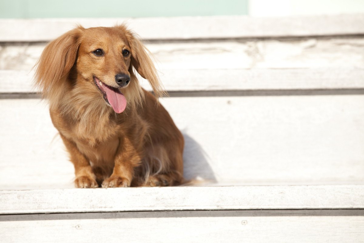 迷惑？犬の『絶対やめさせるべき癖』4つ