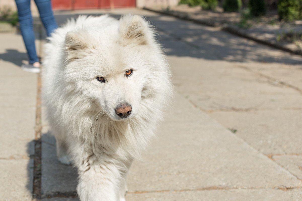 犬がゆっくり歩く心理とは？6つの理由と見逃してはいけない歩き方を解説
