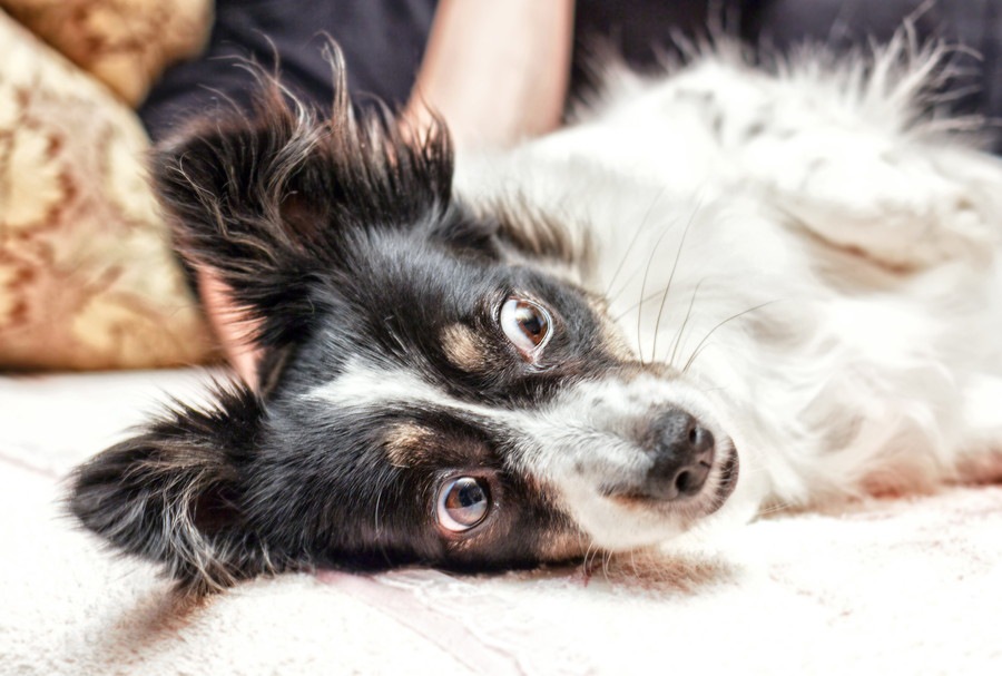 犬が怖がる3つの音